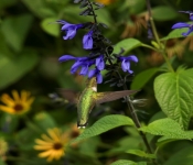 2023 09 17 LongFellowGardens 020
